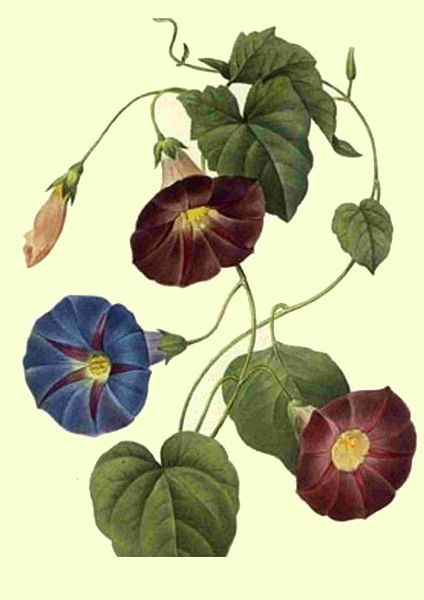 Fountain of Flowers 2 - Set 29. 60 Pages to DOWNLOAD